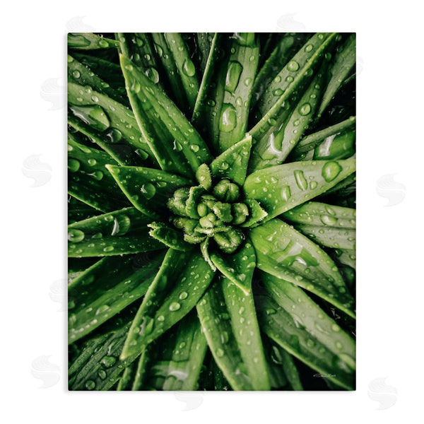 stupell industries Susan Ball | Succulent in Rain