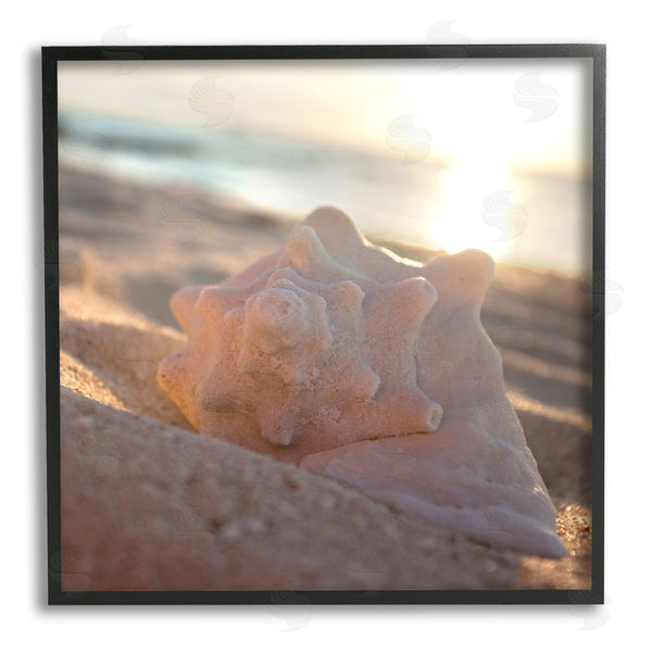 Stupell Industries Susan Bryant | Sunlit Conch Shell
