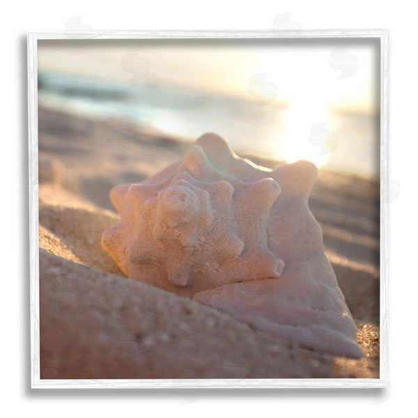 Stupell Industries Susan Bryant | Sunlit Conch Shell