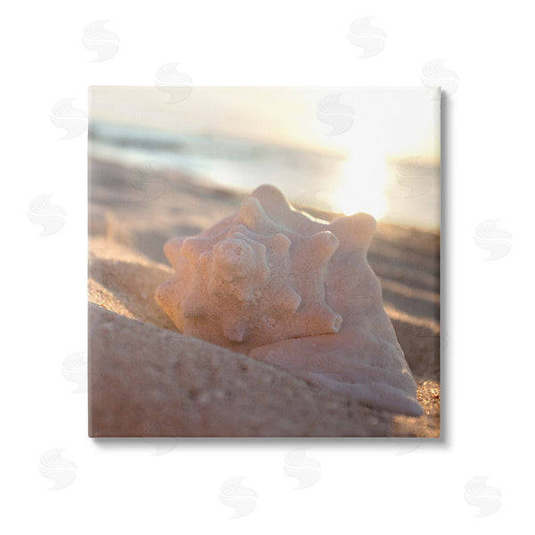 stupell industries Susan Bryant | Sunlit Conch Shell