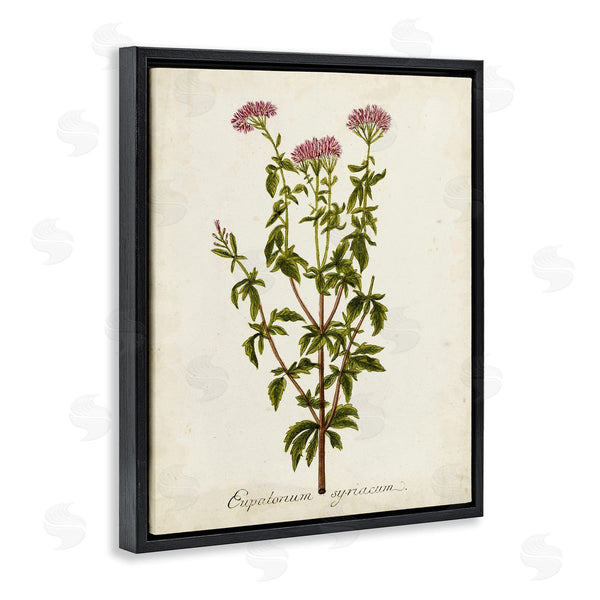 Stupell Industries Unknown | Scientific Flower Study