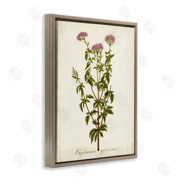 Stupell Industries Unknown | Scientific Flower Study