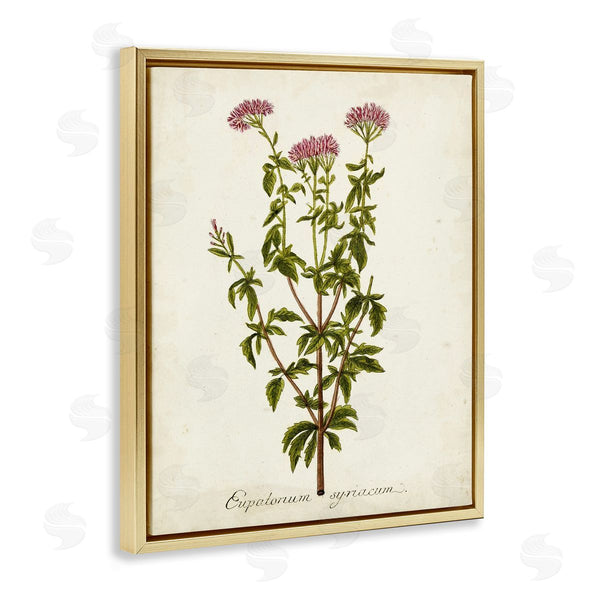 Stupell Industries Unknown | Scientific Flower Study