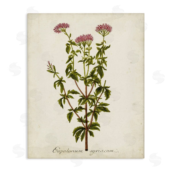 stupell industries Unknown | Scientific Flower Study
