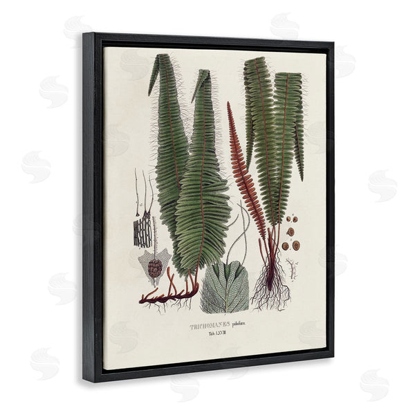 Stupell Industries Vision Studio | Fern Latin Study