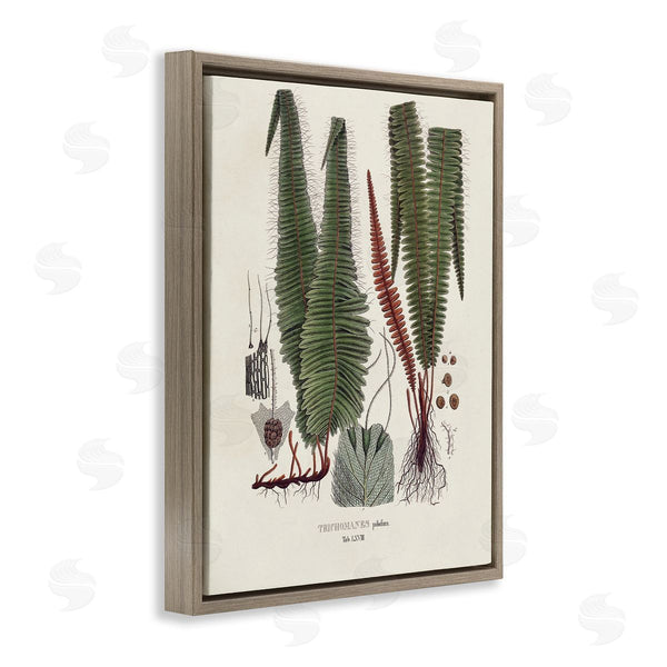 Stupell Industries Vision Studio | Fern Latin Study