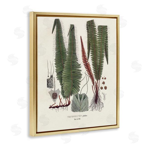 Stupell Industries Vision Studio | Fern Latin Study