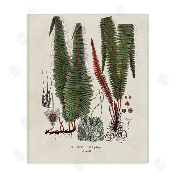 stupell industries Vision Studio | Fern Latin Study