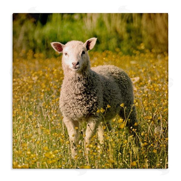 stupell industries Stupell Studio | Alert Baby Lamb Gazing Yellow Wild Flower Blossoms Wall Art