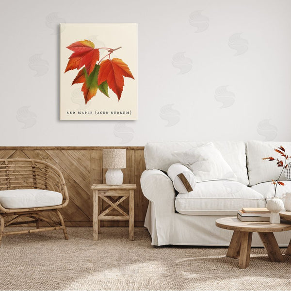 Stupell Industries Stupell Studio | Antique Red Maple Leaf Illustration Autumn Foliage Wall Art