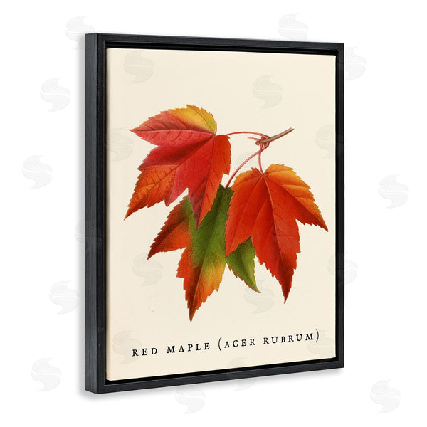 Stupell Industries Stupell Studio | Antique Red Maple Leaf Illustration Autumn Foliage Wall Art