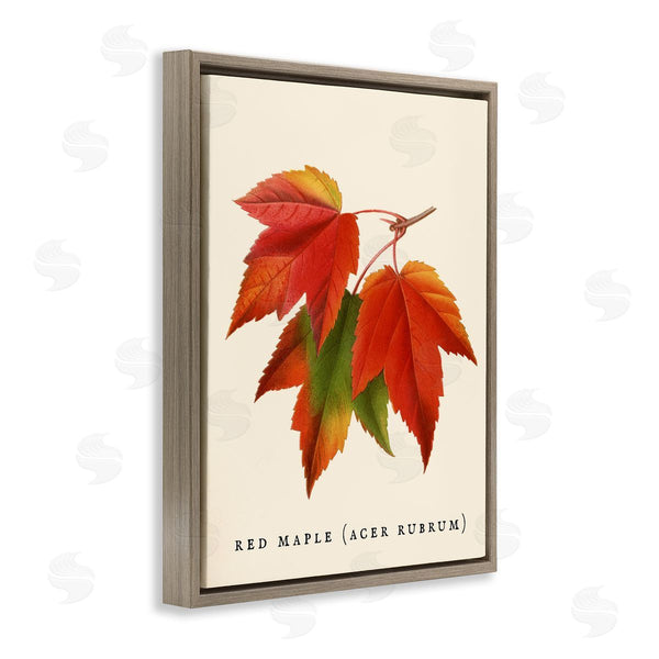 Stupell Industries Stupell Studio | Antique Red Maple Leaf Illustration Autumn Foliage Wall Art