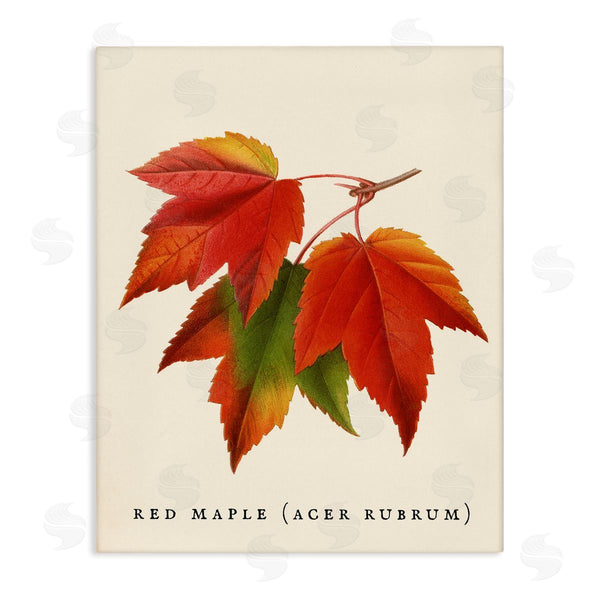 stupell industries Stupell Studio | Antique Red Maple Leaf Illustration Autumn Foliage Wall Art