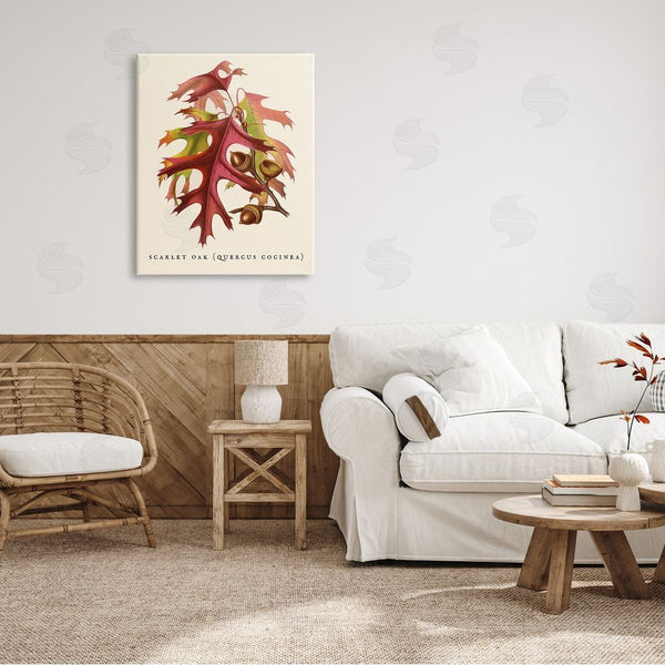 Stupell Industries Stupell Studio | Antique Scarlet Oak Branch Illustration Autumn Leaves Wall Art
