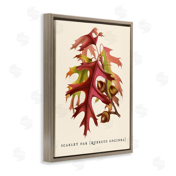 Stupell Industries Stupell Studio | Antique Scarlet Oak Branch Illustration Autumn Leaves Wall Art