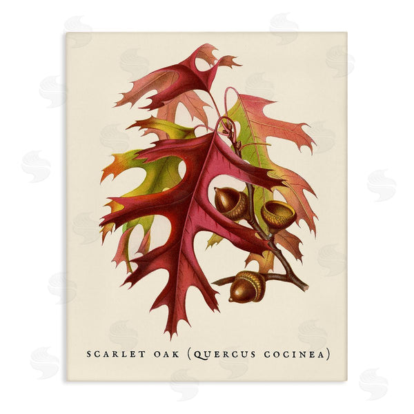 stupell industries Stupell Studio | Antique Scarlet Oak Branch Illustration Autumn Leaves Wall Art