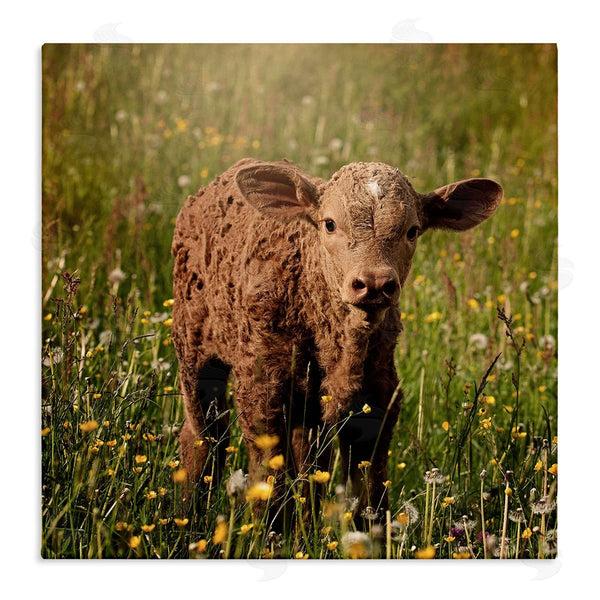 stupell industries Stupell Studio | Baby Calf Cow Among Flower Blossom Meadow Wall Art