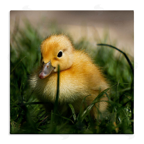 stupell industries Stupell Studio | Baby Duckling in Grass Photography Wall Art