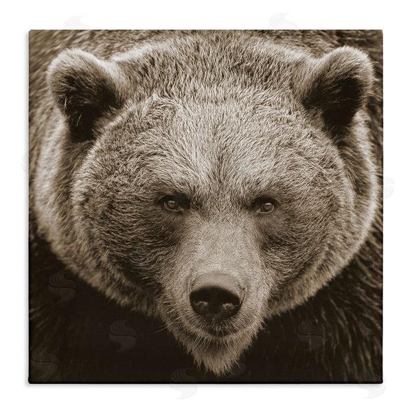 stupell industries Stupell Studio | Brown Bear Wildlife Portrait Wall Art