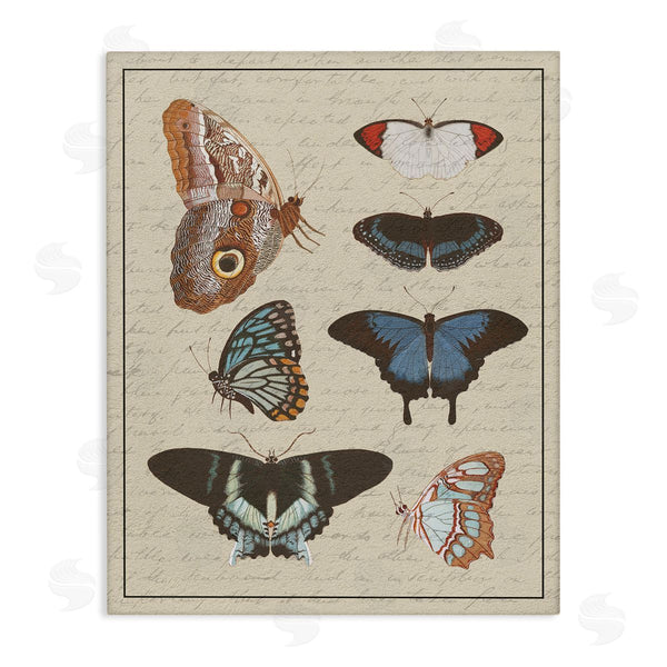 stupell industries Stupell Studio | Butterfly and Moth Study Vintage Cursive Script Wall Art