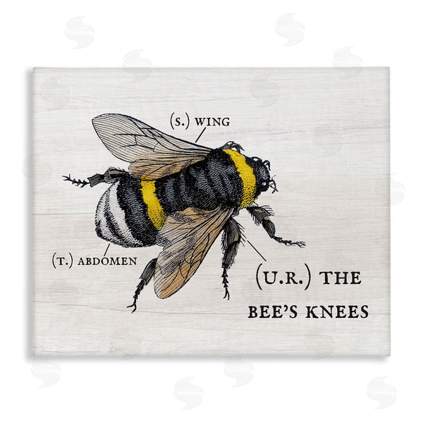 stupell industries Stupell Studio | Charming Bee's Knees Anatomy