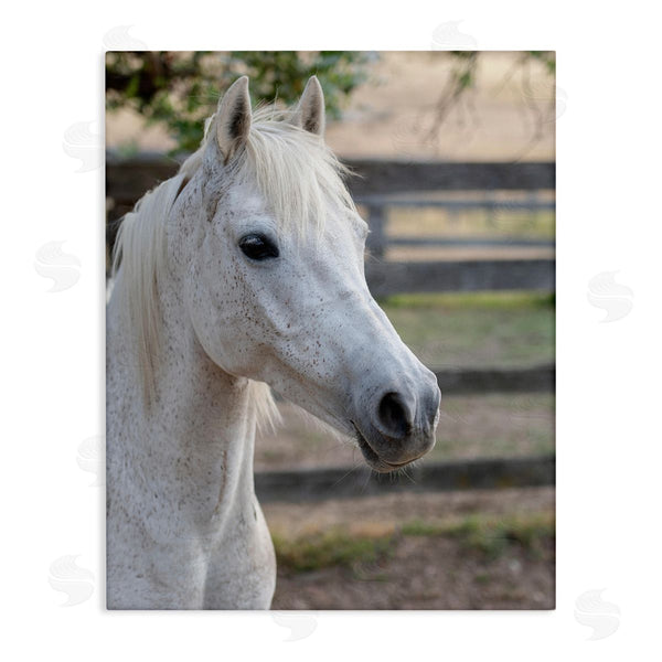 stupell industries Stupell Studio | Elegant White Spotted Horse Rural Country Farm Wall Art