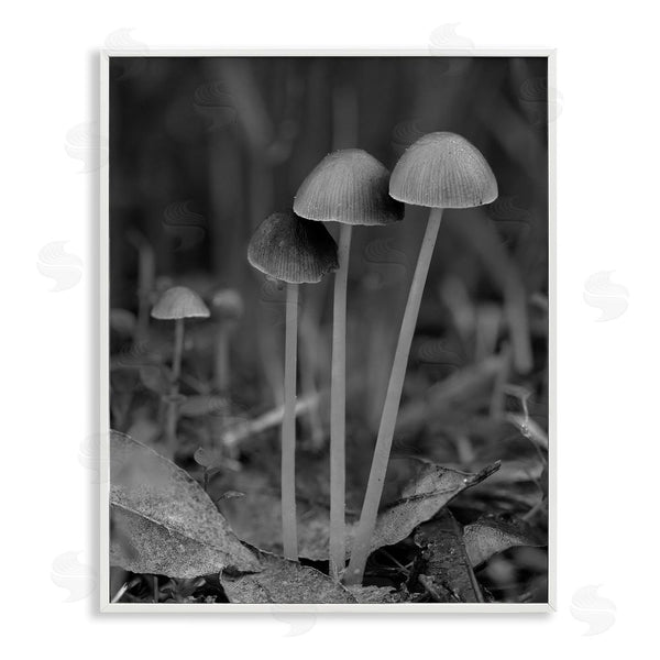 stupell industries Stupell Studio | Forest Mushroom Photography Wall Art