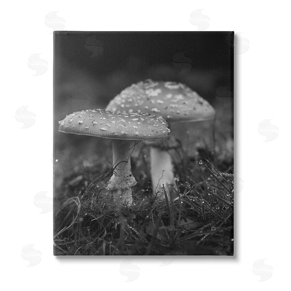 stupell industries Stupell Studio | Grey Mushroom Photography Wall Art