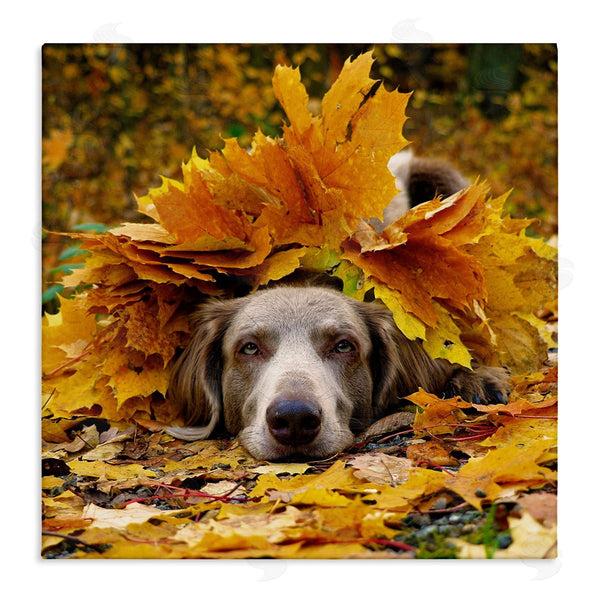 stupell industries Stupell Studio | Happy Puppy Autumn Foliage Wall Art