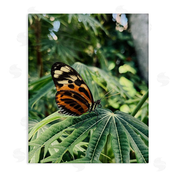 stupell industries Stupell Studio | Monarch Butterfly on Leaf Wall Art