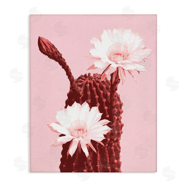 stupell industries Stupell Studio | Pink Cactus Flowers Wall Art
