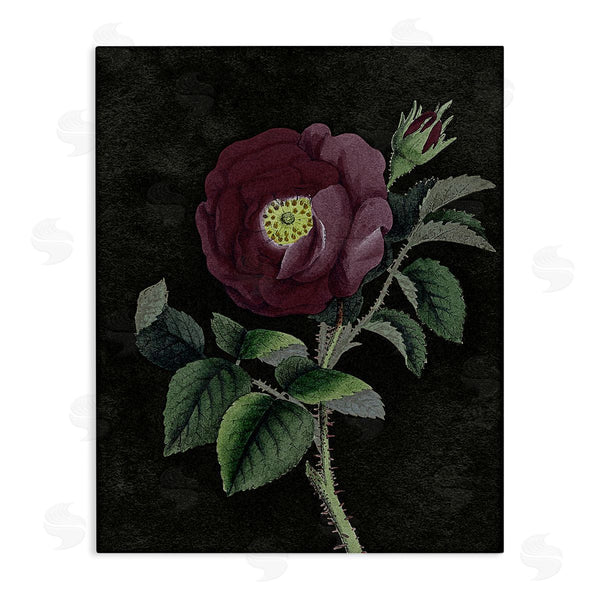 stupell industries Stupell Studio | Purple Poppy Vintage Illustration