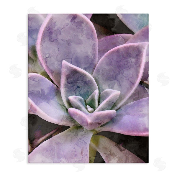 stupell industries Stupell Studio | Purple Succulent Close Up Wall Art