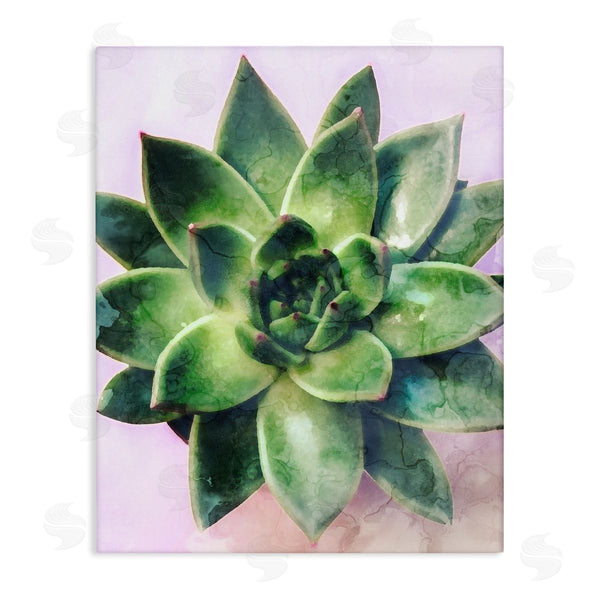 stupell industries Stupell Studio | Round Succulent Plant Leaves Wall Art