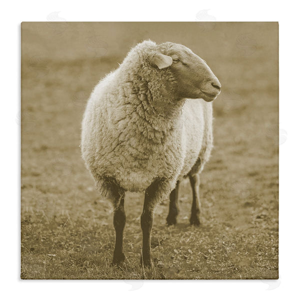 stupell industries Stupell Studio | Sheep Grazing Farmland Photography Wall Art