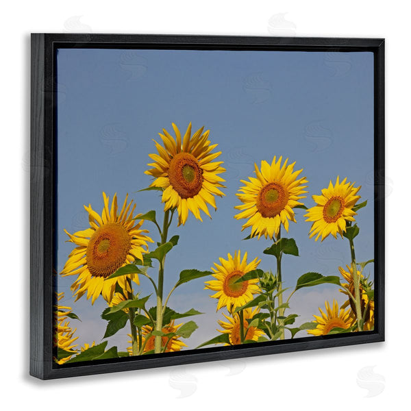 Stupell Industries Stupell Studio | Sunflower Field Clear Sky Wall Art
