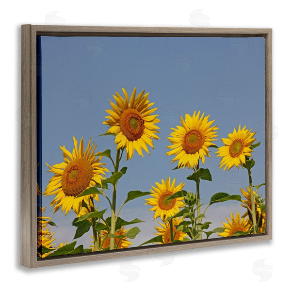 Stupell Industries Stupell Studio | Sunflower Field Clear Sky Wall Art