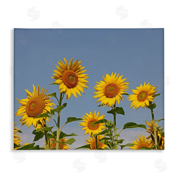 stupell industries Stupell Studio | Sunflower Field Clear Sky Wall Art