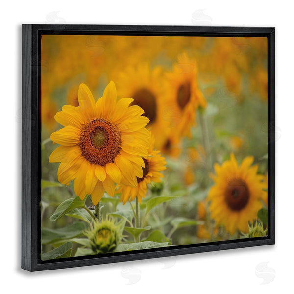 Stupell Industries Stupell Studio | Sunflower Field Nature Blooms Wall Art