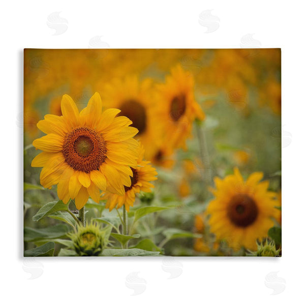 stupell industries Stupell Studio | Sunflower Field Nature Blooms Wall Art