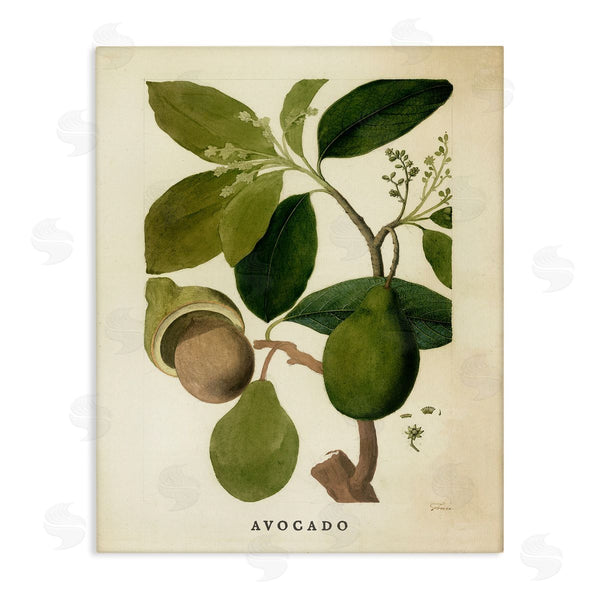 stupell industries Stupell Studio | Vintage Avocado Plant