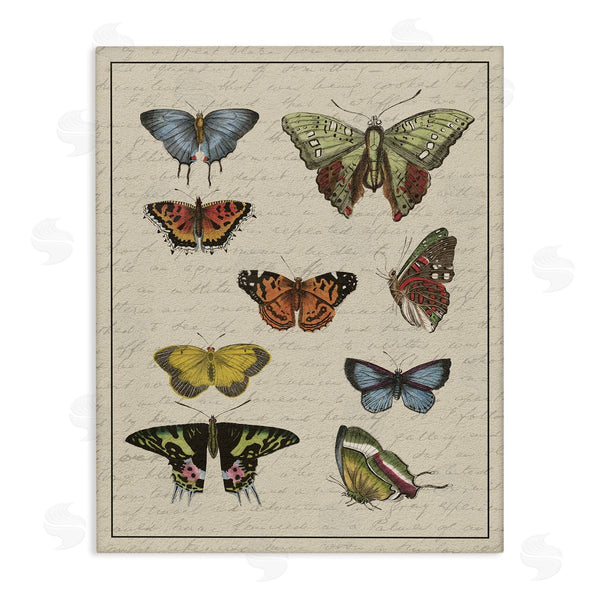 stupell industries Stupell Studio | Vintage Butterfly Study over Muted Cursive Script Wall Art