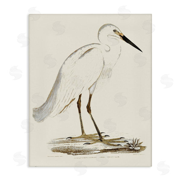 stupell industries Stupell Studio | Vintage Egret Latin Study Marsh Bird Illustration Wall Art