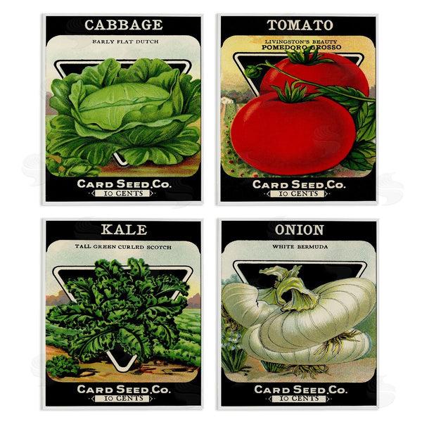 Stupell Industries Stupell Studio | Vintage Garden Cabbage Wall Art