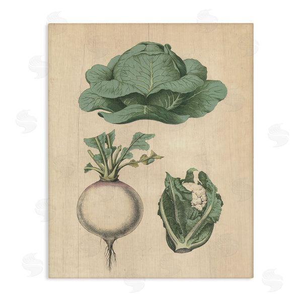 stupell industries Stupell Studio | Vintage Garden Vegetables