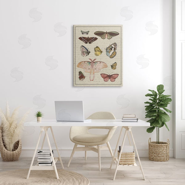Stupell Industries Stupell Studio | Vintage Moth And Butterfly Study Wall Art