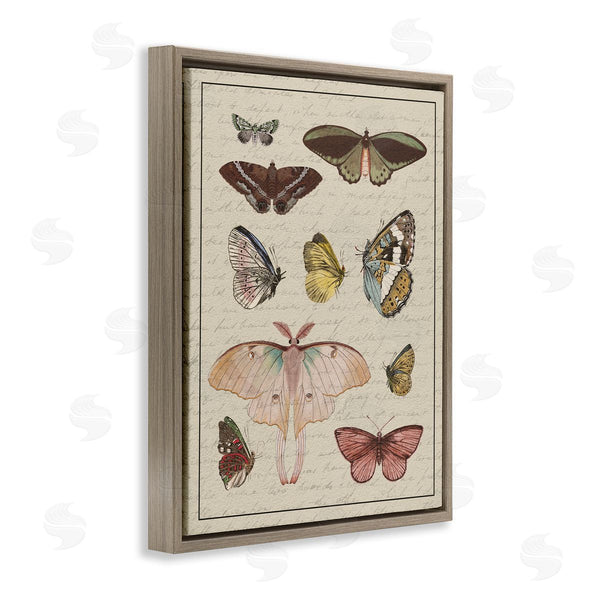 Stupell Industries Stupell Studio | Vintage Moth And Butterfly Study Wall Art