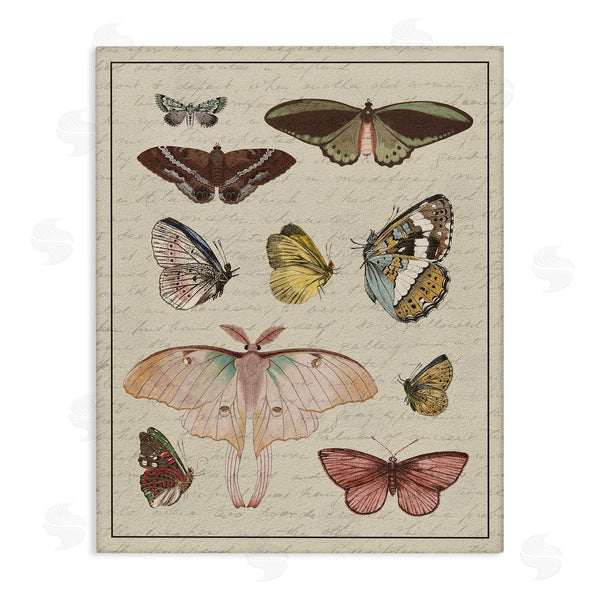 stupell industries Stupell Studio | Vintage Moth and Butterfly Study Wall Art