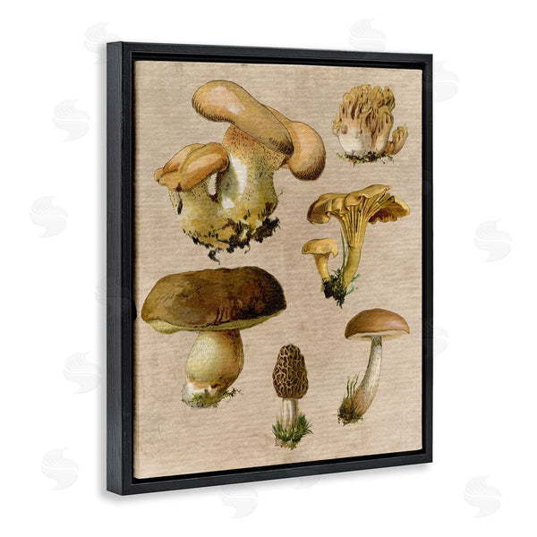 Stupell Industries Stupell Studio | Vintage Mushroom Drawings Wall Art