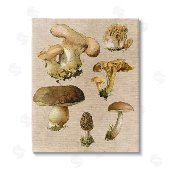stupell industries Stupell Studio | Vintage Mushroom Drawings Wall Art